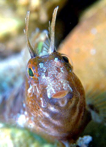 Parablennius tentacularis_004